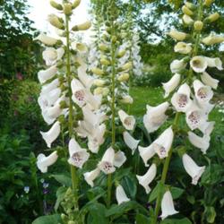 2011-07-18/threegardeners/06bbf0