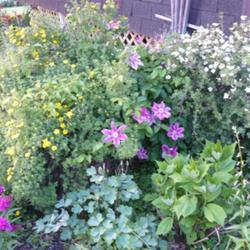 2011-07-18/threegardeners/0f92b6