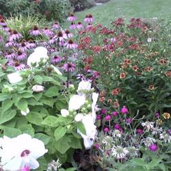 2011-07-18/threegardeners/278e3c