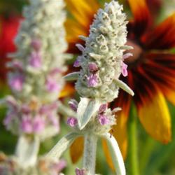 2011-07-18/threegardeners/34482b