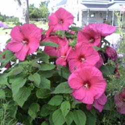 2011-07-18/threegardeners/3bb762
