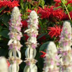 2011-07-18/threegardeners/3e0813