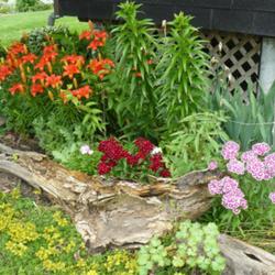 2011-07-18/threegardeners/542b6d