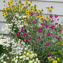 2011-07-18/threegardeners/554499