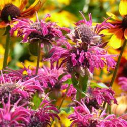 2011-07-18/threegardeners/556a5b
