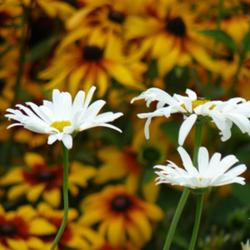 2011-07-18/threegardeners/573c57