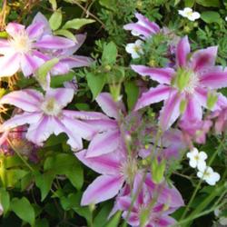 2011-07-18/threegardeners/6a821f