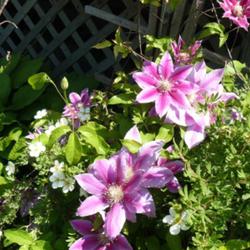2011-07-18/threegardeners/b56ecc