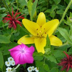 2011-07-18/threegardeners/b9e539