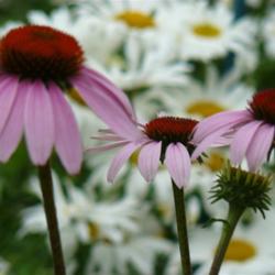 2011-07-18/threegardeners/d43563