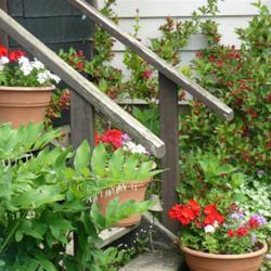 2011-07-18/threegardeners/e05889