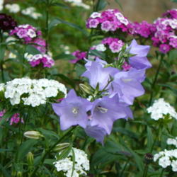 2011-07-18/threegardeners/e31bb2