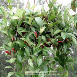 2011-07-21/threegardeners/0a1755
