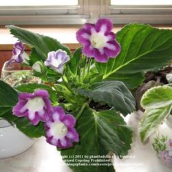 2011-07-21/threegardeners/224456