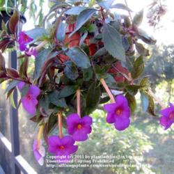 2011-07-21/threegardeners/347afe