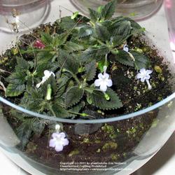 2011-07-21/threegardeners/50b40b