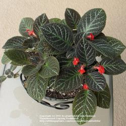 2011-07-21/threegardeners/833281