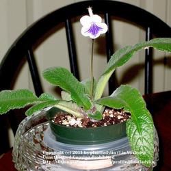 2011-07-21/threegardeners/ab68ce