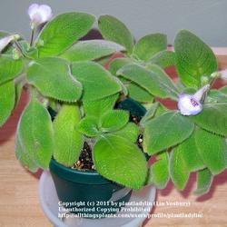 2011-07-21/threegardeners/bfd7b0