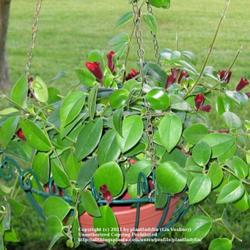 2011-07-21/threegardeners/ce6e99