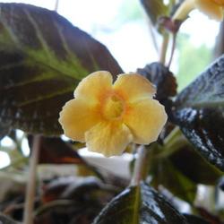 2011-07-21/threegardeners/d10f59