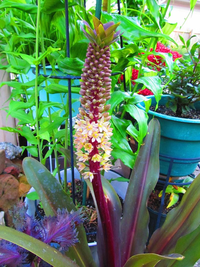 Photo of the bloom of Pineapple Lily comosa 'Oakhurst') posted