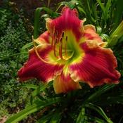 Photo by Newyorkrita in her garden.