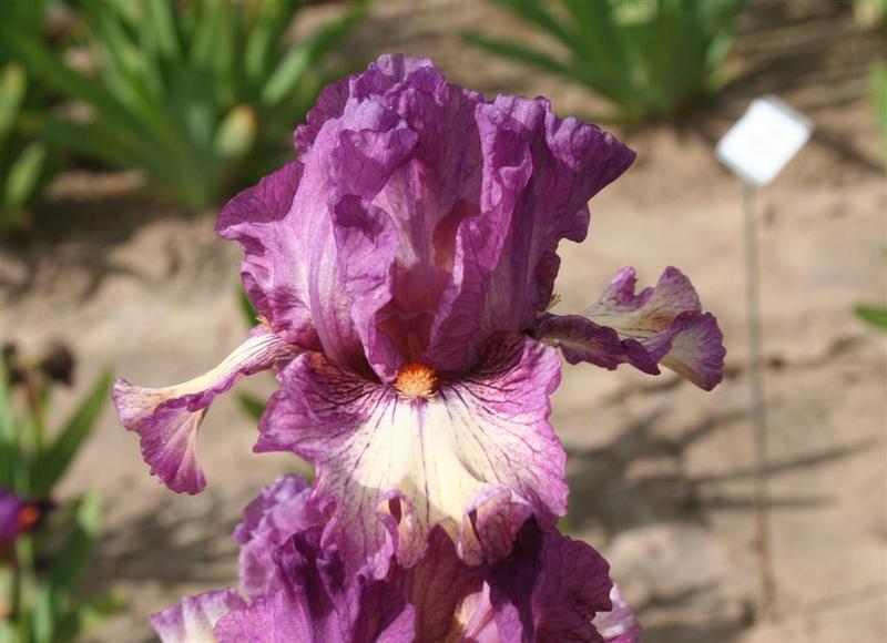 Intermediate Bearded Iris (Iris 'Cat in the Hat') in the Irises