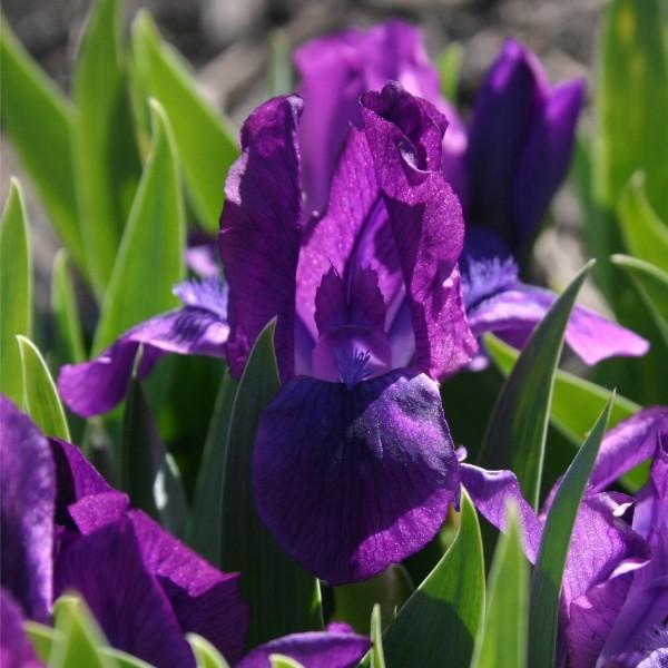Miniature Dwarf Bearded Iris (Iris 'Petite Shadow') in the Irises ...