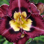 Taken at Maryott's Daylily Gardens