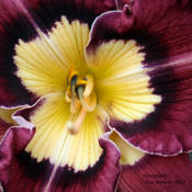 Taken at Maryott's Daylily Gardens