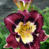 Taken at Maryott's Daylily Gardens