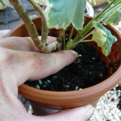 2011-08-25/threegardeners/87cca9