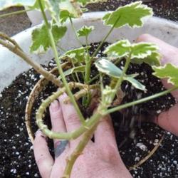 2011-08-25/threegardeners/8c5472