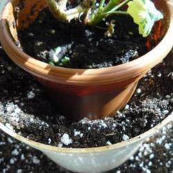 2011-08-25/threegardeners/e17c82