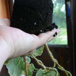 2011-08-25/threegardeners/e7f3b1
