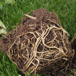 2011-09-01/threegardeners/f2d480
