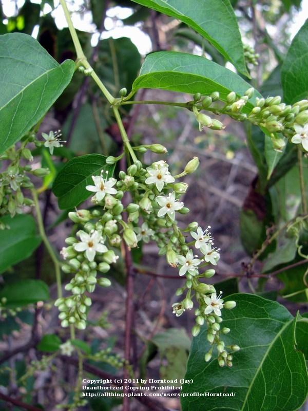 American Buckwheat Vine (Brunnichia ovata) in the Plant ID forum