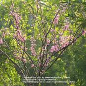 Location: Front YardDate: March 6, 2011Eastern Redbud