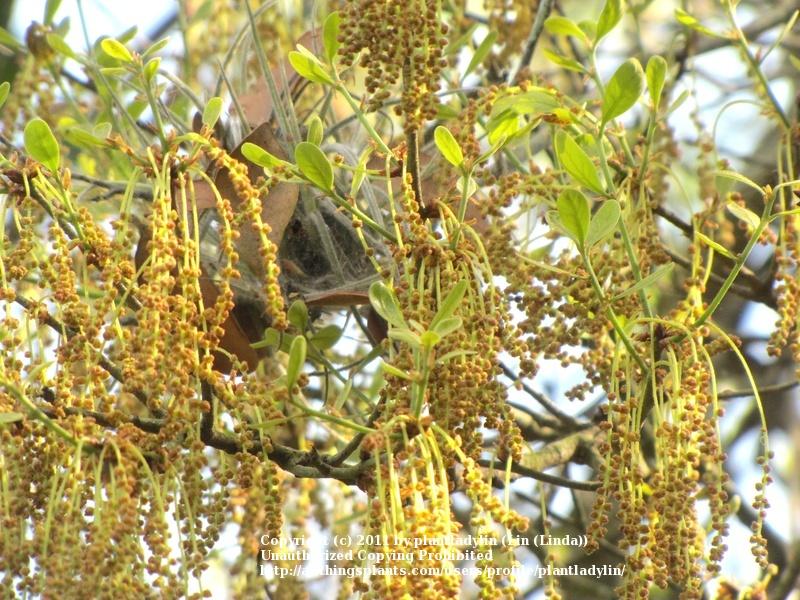 Photo of the bloom of Sand Live Oak (Quercus geminata) posted by