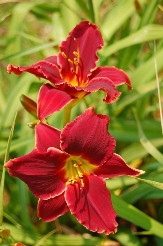 Photo of the bloom of Daylily (Hemerocallis 'Pocket Change') posted by