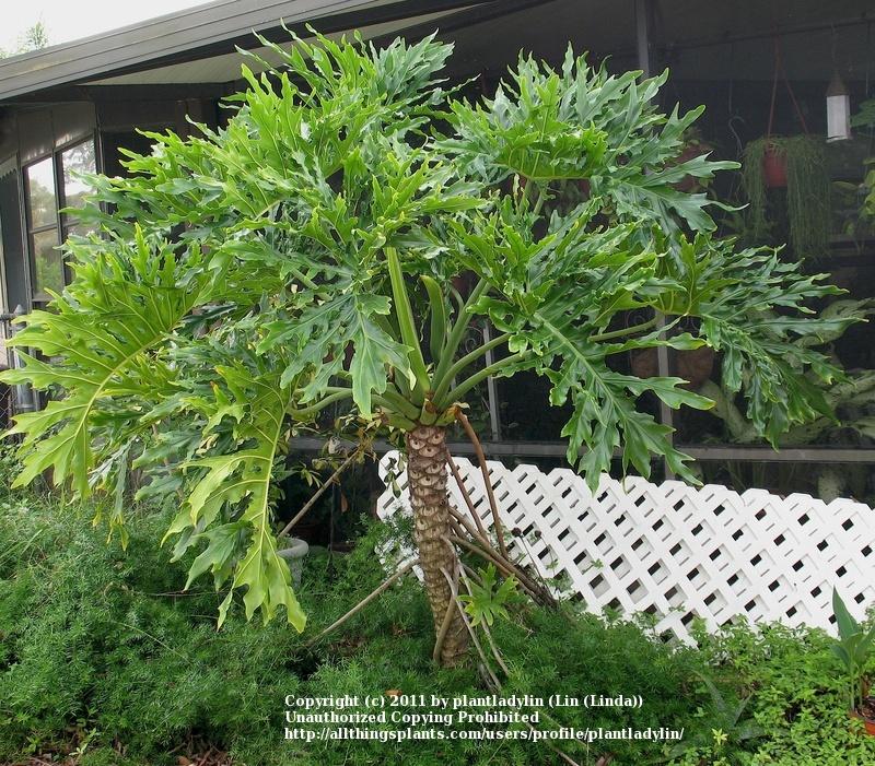 Photo of the entire plant of Tree Philodendron (Philodendron