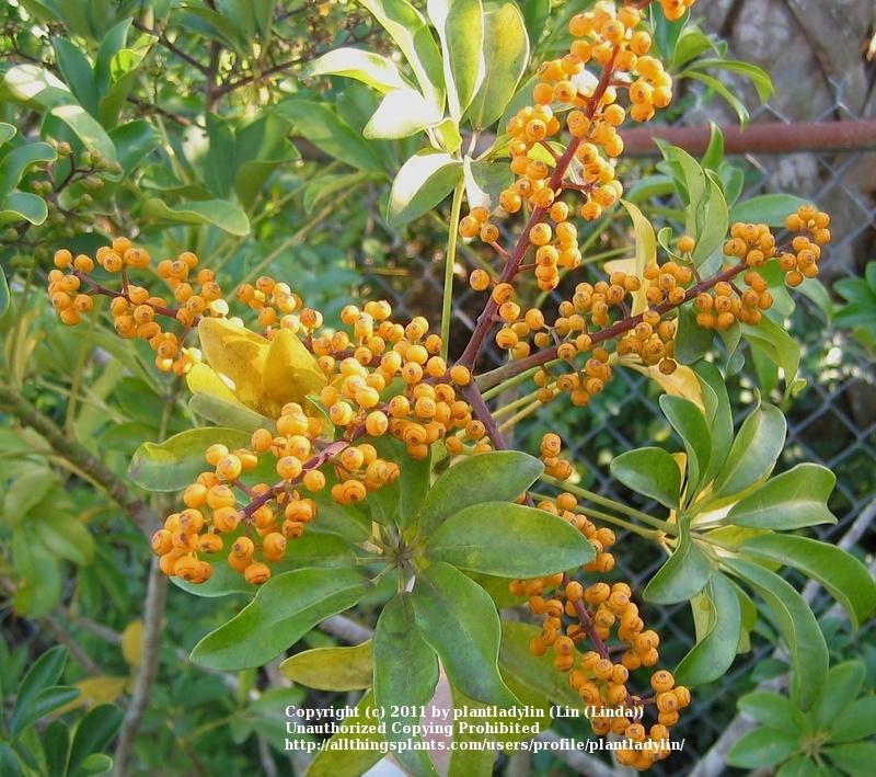 Photo of the fruit of Dwarf Umbrella Tree (Heptapleurum arboricola