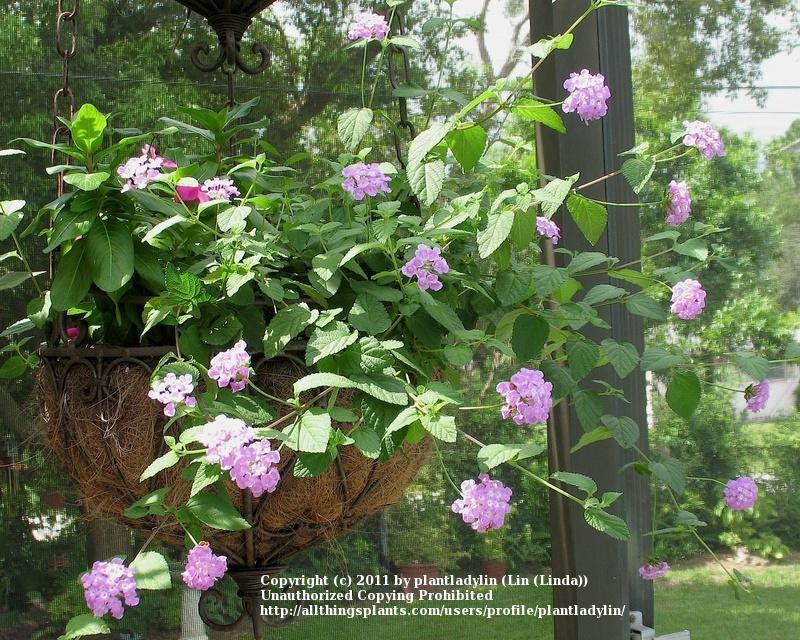Photo of the entire plant of Lantana (Lantana trifolia 'Lavender