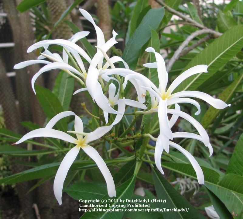 Plumeria (Plumeria stenopetala) in the Plumerias Database - Garden.org