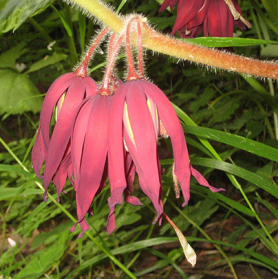 Mayapple (Dysosma 'Spotty Dotty')