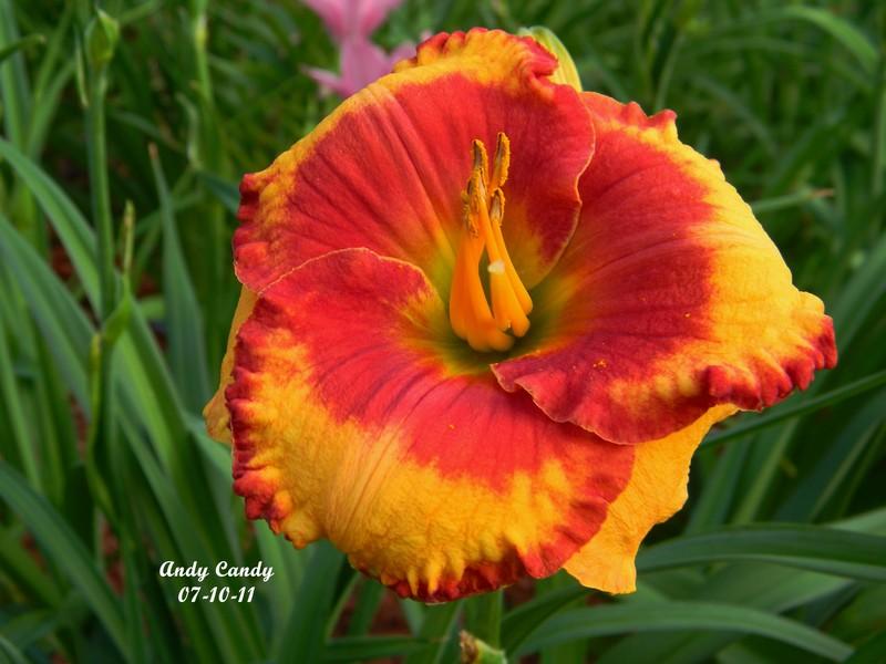 Photo of the bloom of Daylily (Hemerocallis 'Andy Candy') posted by mattsmom