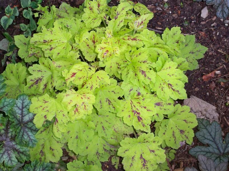 Foamy Bells Plant Care and Collection of Varieties