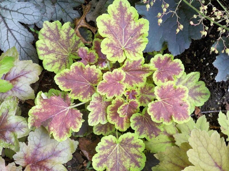 Foamy Bells Plant Care and Collection of Varieties