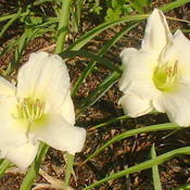 Location: Western North CarolinaDate: June 2011